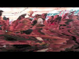 メディア 5